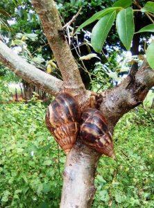 Caracoles Gigantes Africanos