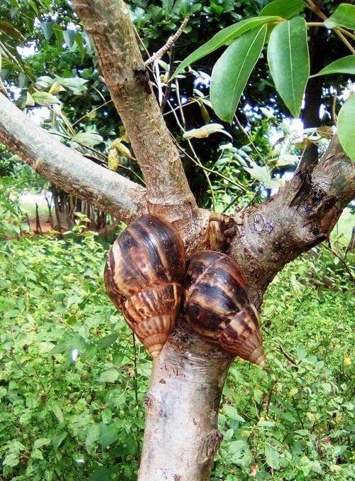 Caracoles Gigantes Africanos
