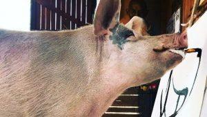 Pigcasso