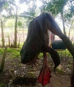 rana toro gigante