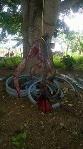 rana toro gigante