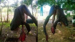 rana toro gigante
