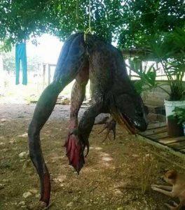 rana toro gigante