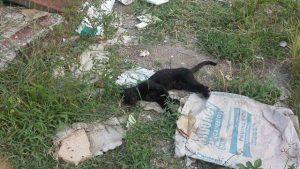 envenenamiento masivo de gatos