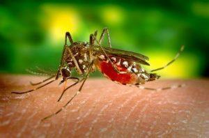 casos de Dengue