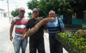 mega súper Yuca