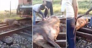 Tren atropella una vaca en Cuba