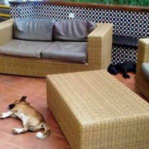 perros callejeros