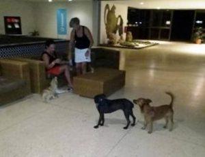 perros callejeros