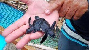 tortuga siamesa