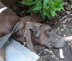 cubano violador y asesino de perros