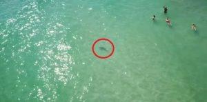 tiburones muy cerca de los bañistas