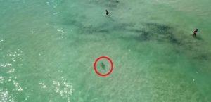 tiburones muy cerca de los bañistas