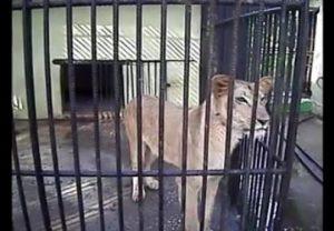 Alarma en el zoológico