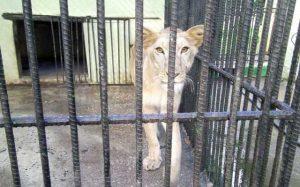 Alarma en el zoológico