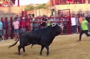 toro se escapa