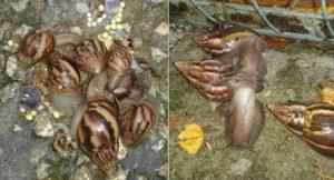 plaga de caracoles africanos