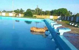 vaca dentro de una piscina