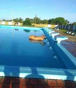 vaca dentro de una piscina