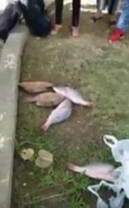bolsa de pescados