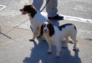 raza Springer Spaniel