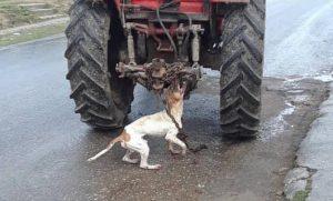 Cubanos en Defensa de los Animales