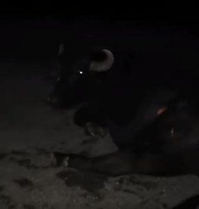 chocó contra un búfalo
