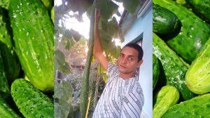 pepinos gigantes