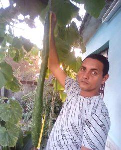 pepinos gigantes