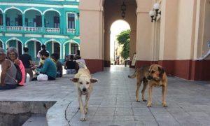 Animales callejeros