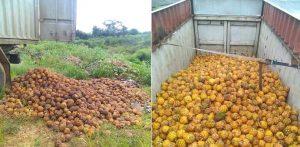quintales de piña