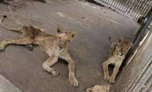 leones del Zoo