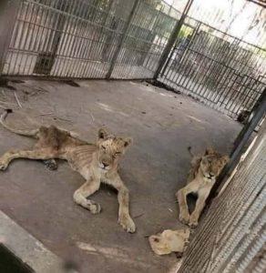 leones del Zoo
