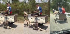 Carretón de caballo en la Cuba del reordenamiento