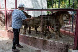 Fuga de leones en el zoológico de Camagüey