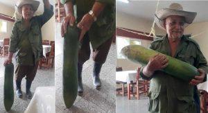 pepino gigante